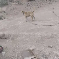 حیوان سگ ماده