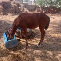 فروش 10راس اسب|اسب و تجهیزات اسبسواری|میناب, |دیوار