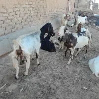 ۹راس بز بفروش میرسد