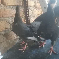 ۵تاکبوترفروشی