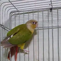 گرینچیک ۵۰ روزه