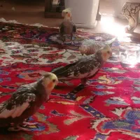 دو عدد عروس نرو ماده|پرنده|عجب شیر, |دیوار