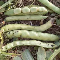 بذر باقلا باقله 7 بند شاخ بزی تضمینی|حراج|بروجرد, |دیوار