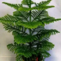 دیزاین خاص با گل و گیاه و همراه مشاوره رایگان