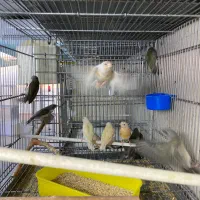 فنچ گلدین ،فنچ پارسون ،خورشیدی،راهب،یاسمین