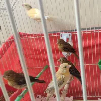 جوجه قناری سرخ|پرنده|شیراز, سفیرشمالی|دیوار