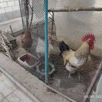 مرغ و خروس