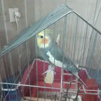 عروس هلندی نر