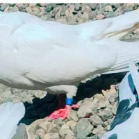 جفت بلند فروشی