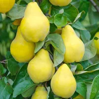 نهال و نهالستان سبلان سبز تختی|خدمات باغبانی و درختکاری|اردبیل, |دیوار