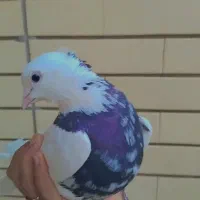 طوقی عروسک|پرنده|طبس, |دیوار