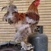 تخم مرغ نطفه دار برهما اصل لهستانی وارداتی|حیوانات مزرعه|شیراز, اصلاح‌نژاد|دیوار