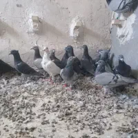 ۳۰تا پلاکی دونه ۱۵۰|پرنده|شیراز, دشت چنار|دیوار