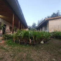 پایم ها سطح 4 موجود است|گل و گیاه طبیعی|رودبنه, |دیوار