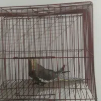 طوطی عروس هلندی سینامون|پرنده|شوشتر, |دیوار