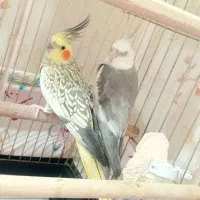 جفت مولد عروس هلندی|پرنده|مهاباد (آذربایجان غربی), |دیوار