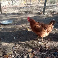 مرغ و خروس|حیوانات مزرعه|موچش, |دیوار