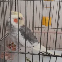 عروس هلندی نر سخنگو