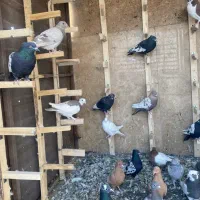 کفتر|پرنده|شیراز, درکی|دیوار