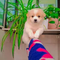 پودل کراس مینیاتوری|سگ|رشت, دیانتی|دیوار