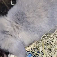 خرگوش لوپ|موش و خرگوش|بندر انزلی, بشمن|دیوار