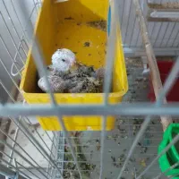 خرید فروش معاوضه فنچ مرغ عشق عروس هلندی کوتوله