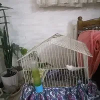 فنچ|پرنده|اصفهان, شهرک کاوه|دیوار