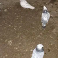 ۸ عدد کبوتر