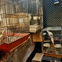 طوطی البینو چشم شرابی جفت مولد