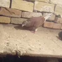 کفتر دوبر اویناخ اوچان