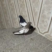 جفتی بهبهانی|پرنده|مرودشت, فرهنگ|دیوار