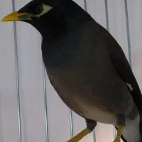 گمشده پرنده مینا
