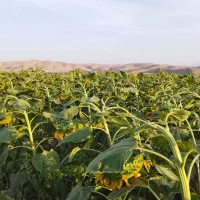 فروش تخمه اجیلی آفتابگردان