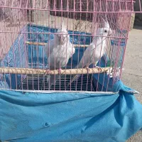 پرنده طوطی عروس|پرنده|آغاجاری, |دیوار