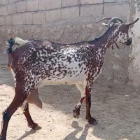 بز صلاله دوقلوزا مخصوص داشت