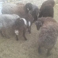 ۸راس بره جمی|حیوانات مزرعه|تایباد, |دیوار