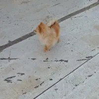 پامر ماده فروشی