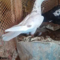 کبوتر فروشی