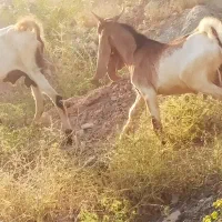 بز افغانی