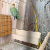 طوطی برزیلی|پرنده|ری, شهرک نظامی|دیوار