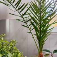 درختچه خرما