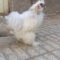 خروس ابریشمی|حیوانات مزرعه|تربت‌حیدریه, ده پائین|دیوار