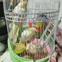 عروس هلندی