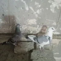 پلاکی ، نامه بر