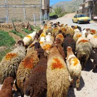 ۱۸ راس گوسفند و میش شیره دار و ۱۶ بره پاییزه درشت