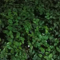 فروش فوری گل طبیعی|گل و گیاه طبیعی|محلات, |دیوار