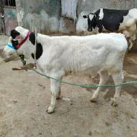 یک راس گوساله سیمینتال نر درجه یک غرفه سبزیوند