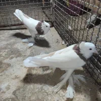 کبوتر طوقی عروسک|پرنده|زاهدان, |دیوار