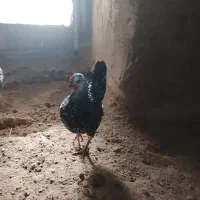 مرغ گلین اصیل با بوقلمون|حیوانات مزرعه|دهگلان, |دیوار