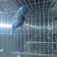 طوطی کاترین مرغ عشق  انگلیسی  پروتلت هشت خان|پرنده|قدس, شهر‌قدس|دیوار